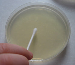 Petri w/ Agar